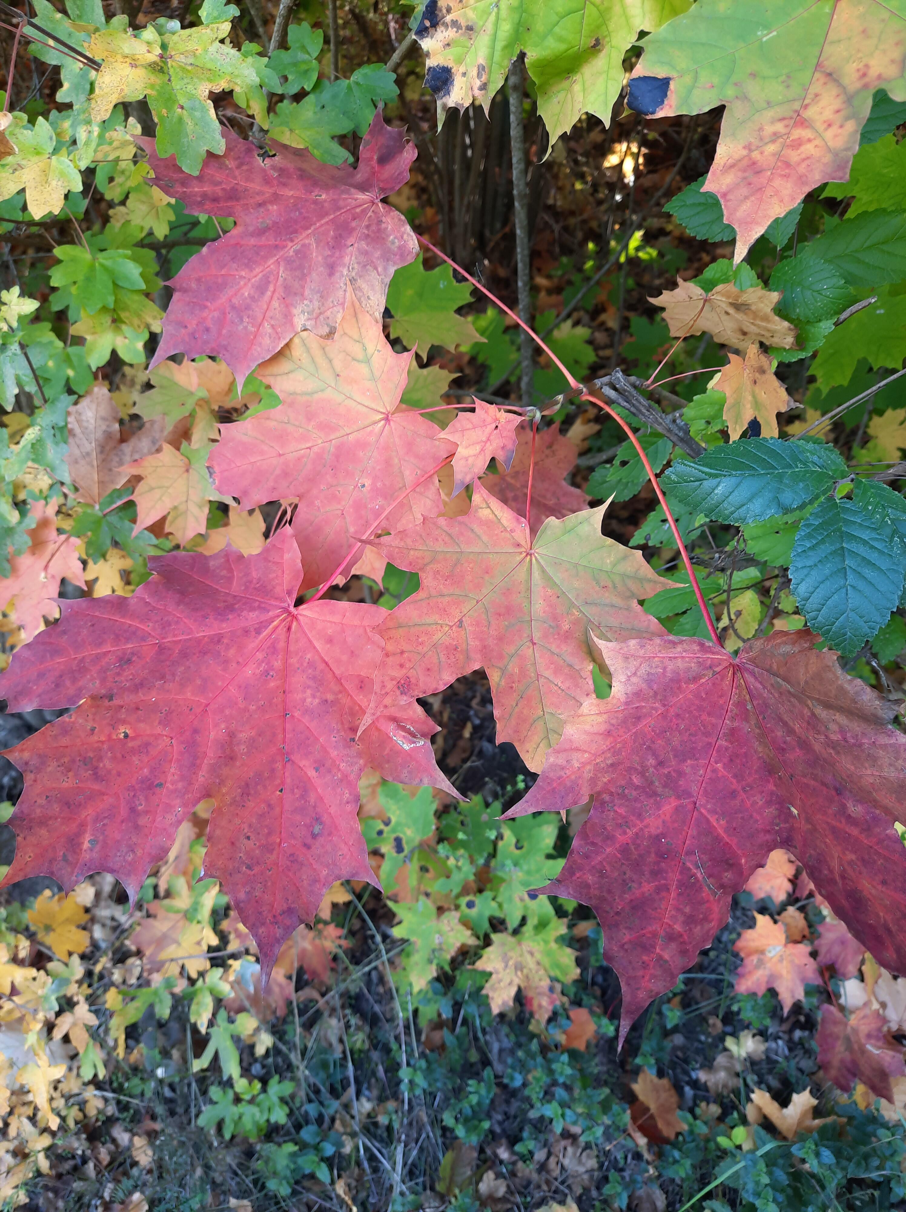 rotes Ahornlaub